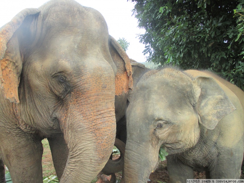 21 días Tailandia y Camboya - Blogs de Tailandia - Día 12: Elephant Nature Park (4)