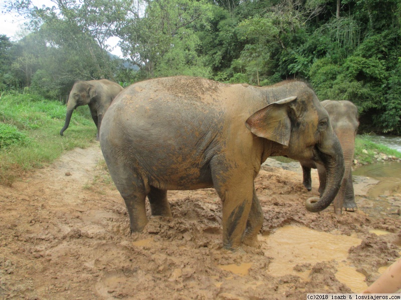 Día 12: Elephant Nature Park - 21 días Tailandia y Camboya (5)