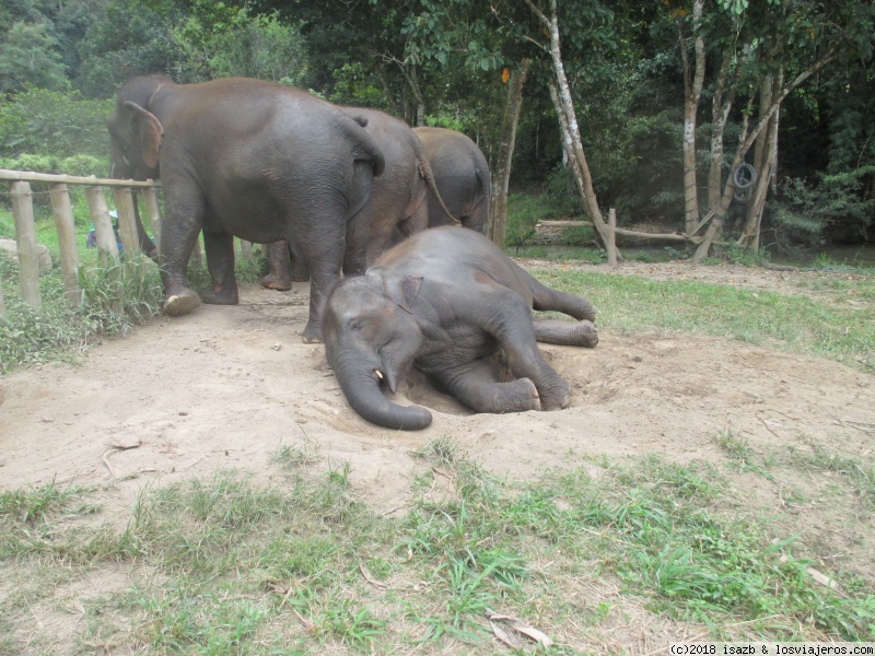 21 días Tailandia y Camboya - Blogs de Tailandia - Día 12: Elephant Nature Park (6)