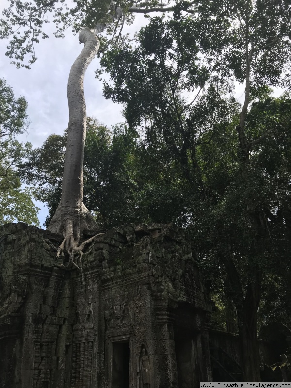 Día 8: Circuito corto Angkor. Conclusiones Siem Reap - 21 días Tailandia y Camboya (3)
