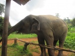 Día 12: Elephant Nature Park