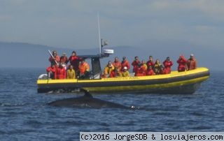 Observación de ballenas en la bahia de Tadoussac
Excursion en zodiac para la observación de ballenas en Tadoussac
