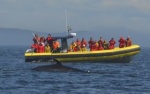 Observación de ballenas en la bahia de Tadoussac
Observación, Tadoussac, Excursion, ballenas, bahia, zodiac, para, observación
