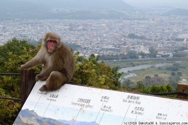 Japón - 14 días de templos y neones. - Blogs de Japon - DÍA 7: Arashiyama, macacos, geishas y bares enanos (4)