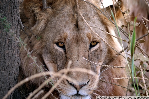 SIMBA EN SERENGETI
Nuestro regalo justo cuando abandonábamos el Serengeti, dos leones jóvenes descansando tranquilamente.
