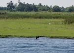 Vaca bañándose en el Nilo