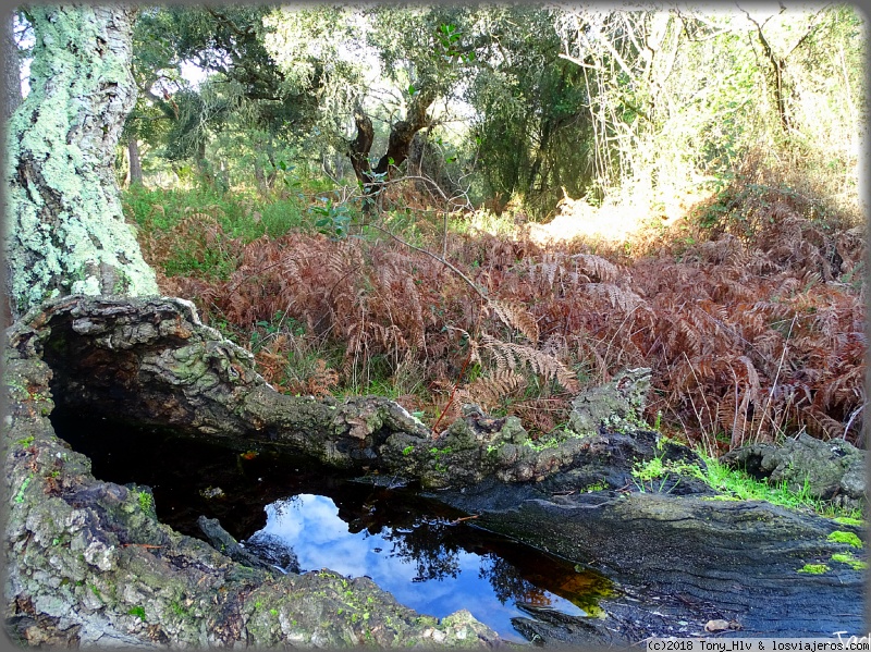 Viajar a  España: Huelva - Sendero del Acebrón (Huelva)