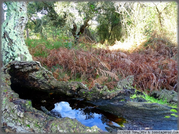 Sendero del Acebrón
El Sendero del Acebrón está situado en el entorno del Parque Nacional de Doñana, en Almonte (Huelva). Es un sendero circular de unos 2 kilómetros. Hay una preciosa laguna y también podrás visitar el Palacio del Acebrón.
