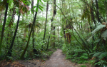 Reedwood Forest
Reedwood, Forest, Fores