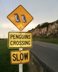 Penguins Crossing