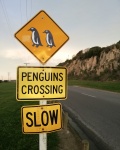 Penguins Crossing
Penguins, Crossing