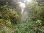 Madeira, plena selva