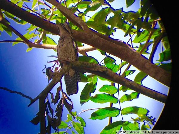 Las aves
En Estación Sirena
