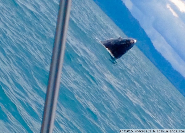 Una ballena jorobada y su ballenato
En Bahía Drake vimos las ballenas jorobadas y a los ballenatos
