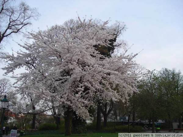 Arbol del Parque Stadpark en Viena
Arbol en el parque de Stapark uno de los famosos y bonitos de Viena, donde se encuentra la estatua de Strauss
