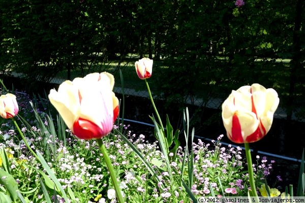 Flores de Chenonceau
El castillo de Chenonceau esta rodeado de multiples jardines con multiples variedades de flores.
