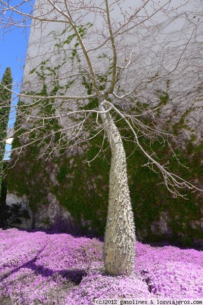 Primavera en la Universidad de Alicante
Curioso árbol situado en la Universidad de Alicante
