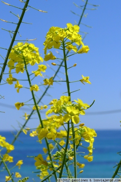 Flor de El Campello
Flor que estaba situada junto a la costa de El Campello
