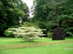 Trees in the garden of Powerscourt