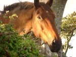 Horse of The Burren