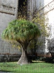 El arbolito de Belem en Lisboa