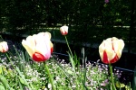 Flores de Chenonceau