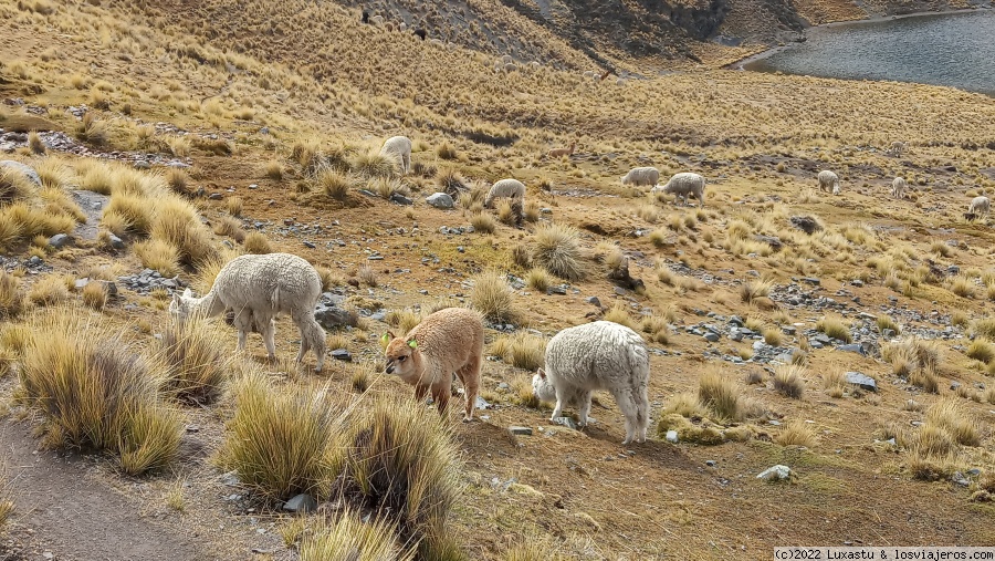 Dos semanas viajando solo por Bolivia - Blogs of Bolivia - GENERALIDADES (2)