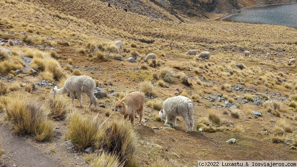 Llamas y alpacas
Ganadería tradicional andina
