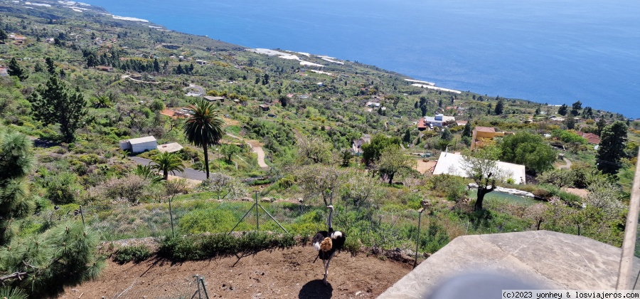 La Palma 7 días - Blogs de España - D6. Dragos y cuevas de Buracas (1)