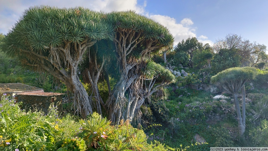 D6. Dragos y cuevas de Buracas - La Palma 7 días (2)