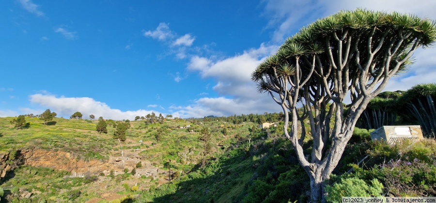 La Palma 7 días - Blogs de España - D6. Dragos y cuevas de Buracas (3)