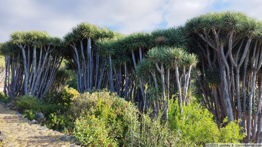 La Palma 7 días - Blogs de España - D6. Dragos y cuevas de Buracas (5)