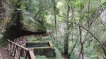 Camino a la cascada de los Tilos, La Palma