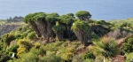 Dragos de Buracas, La Palma