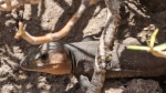 Lagarto en el Cenobio de Valerón, Gran Canaria