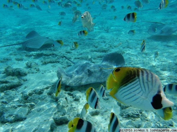 Fondos de la laguna Bora Bora
Bora Bora. Polinesia
