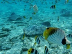Fondos de la laguna Bora Bora