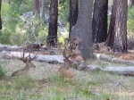 Ciervos en Yosemite
