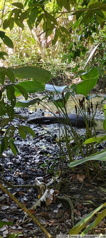 Día 7.- PN Corcovado - Costa Rica, naturaleza y dinero. (5)