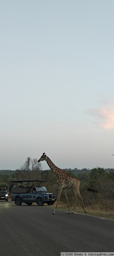 Sudáfrica impactante - Blogs de Sudáfrica - Día 5. Kruger N.P. ( Campamento Satara) (1)