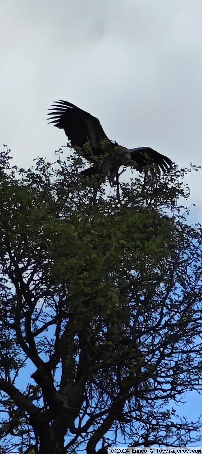 Sudáfrica impactante - Blogs de Sudáfrica - Día 6. Kruger N.P.  ( Campamento Lowie Sabie) (3)