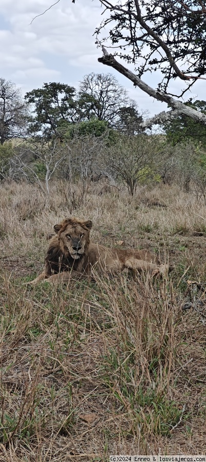 Sudáfrica impactante - Blogs de Sudáfrica - Día 6. Kruger N.P.  ( Campamento Lowie Sabie) (4)