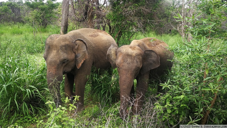 Sri Lanka en tuk tuk. - Blogs de Sri Lanka - Día 3. Sigiriya y safari (4)