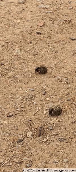 Carrera de escarabajos peloteros
Escarabajos
