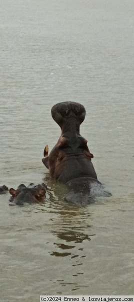 Hipo en el estuario
Santa Lucía

