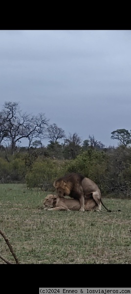 Leones amorosos
Leones
