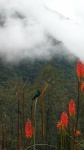 Colibrí