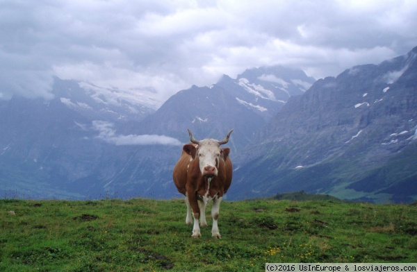 Esencia suiza
Vaca posando en Grindelwald.
