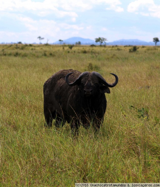 Mikumi National Park, Tanzania.
Búfalo en Mikumi National Park, Tanzania.
