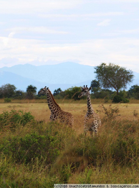 Mikumi National Park, Tanzania.
Mikumi National Park, Tanzania.
